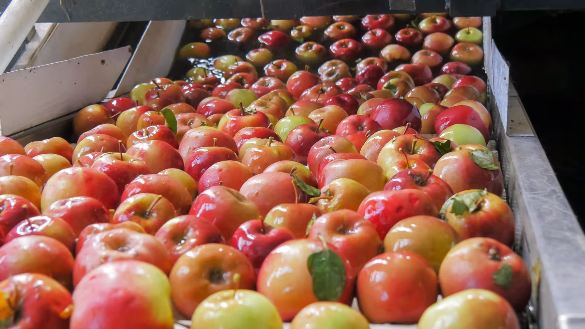 group of apples